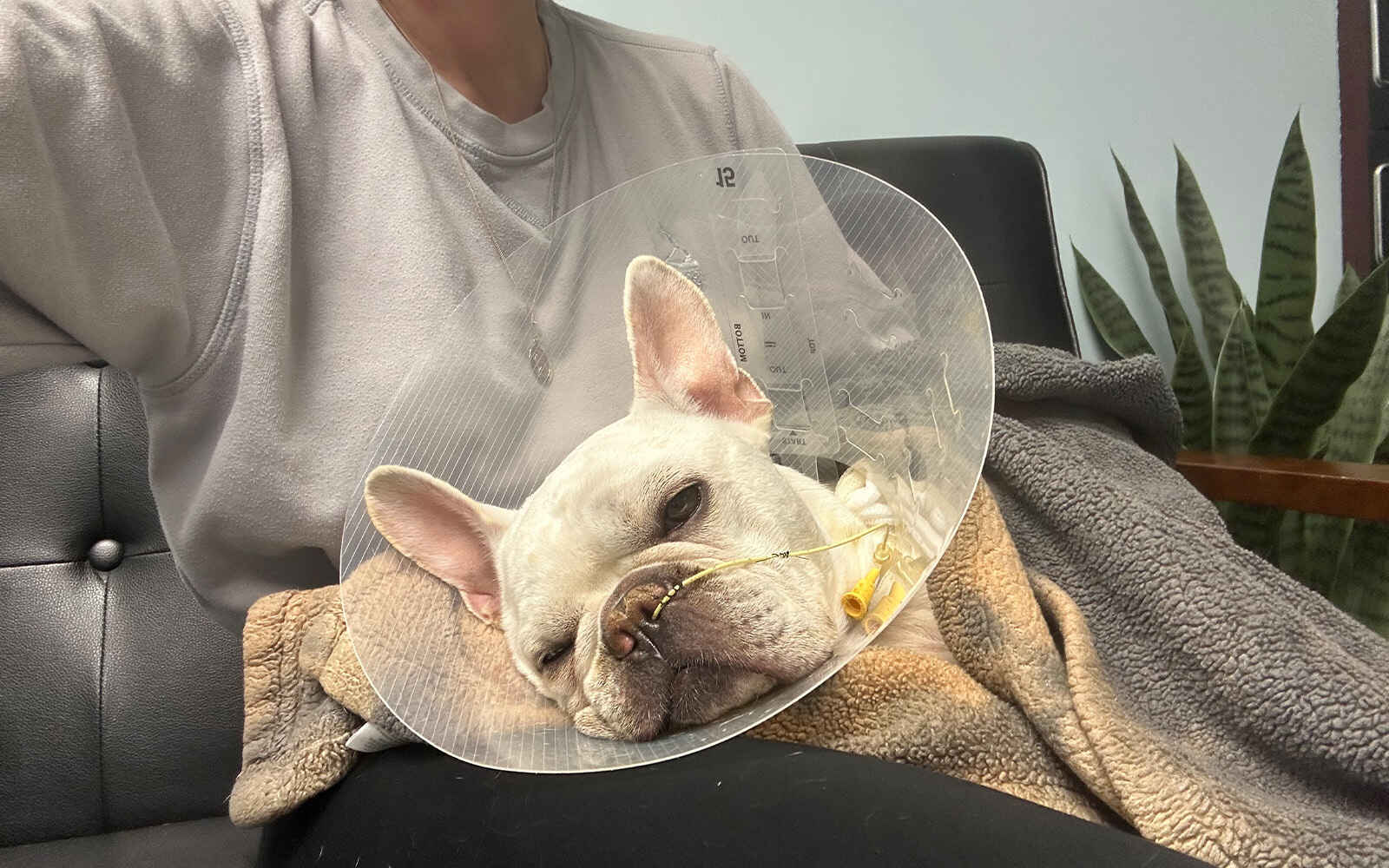 Help Oliver Through His Health Crisis image