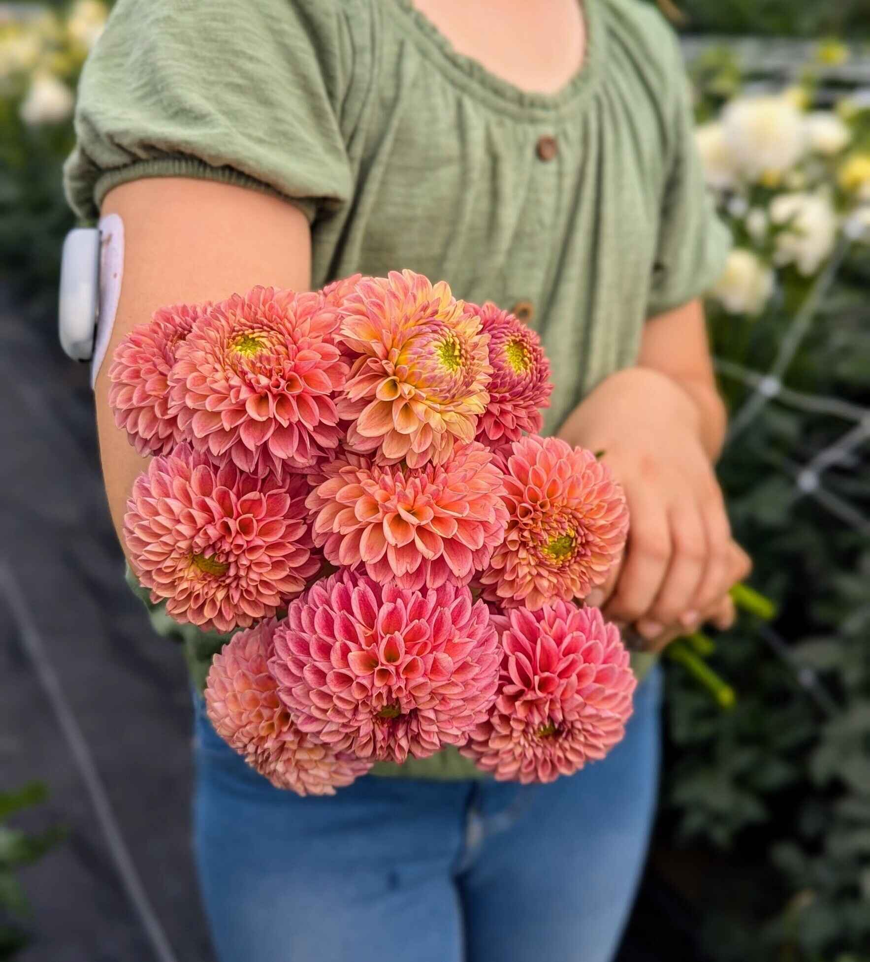 Dahlias for Diabetes image