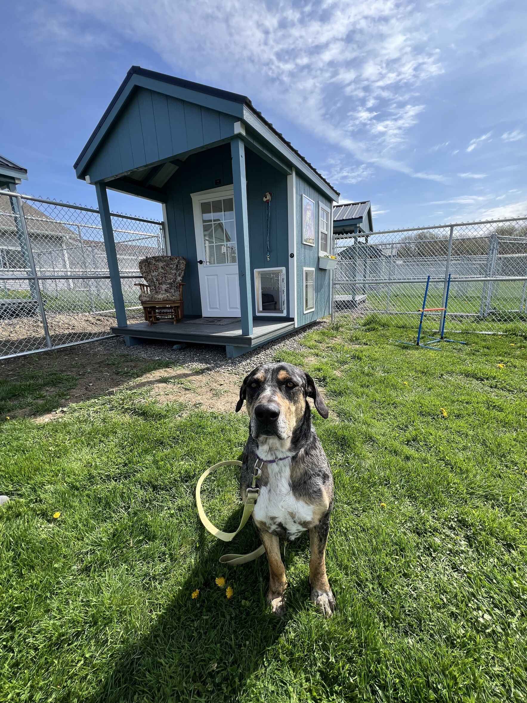 Help Us Revolutionize Shelter Life for Dogs — One Tiny Home at a Time image