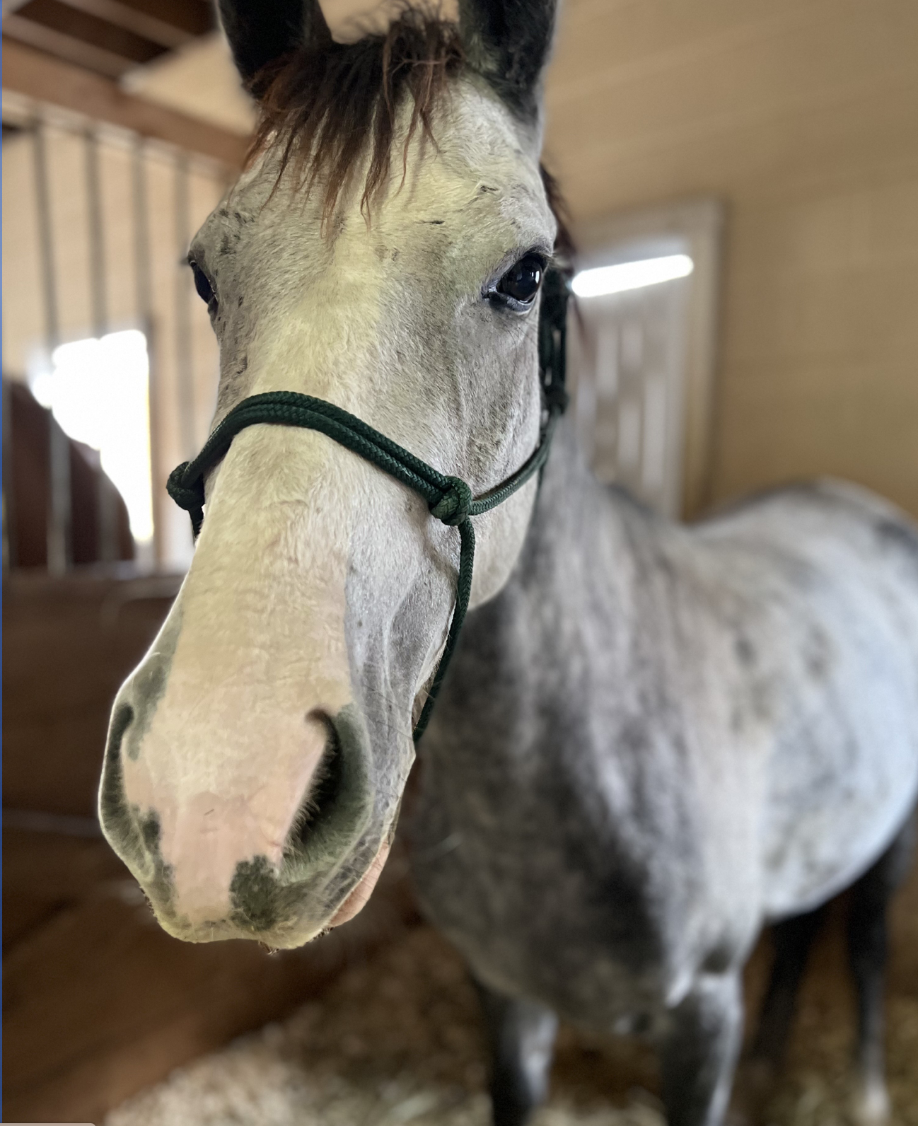 Help Rosemary Farm Help a Mustang in Need TODAY image