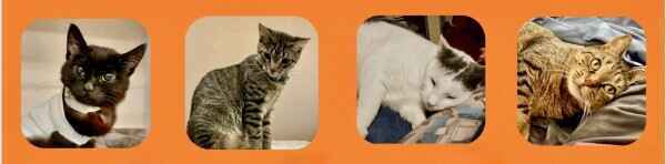 Cats and Kittens Need Your Help image