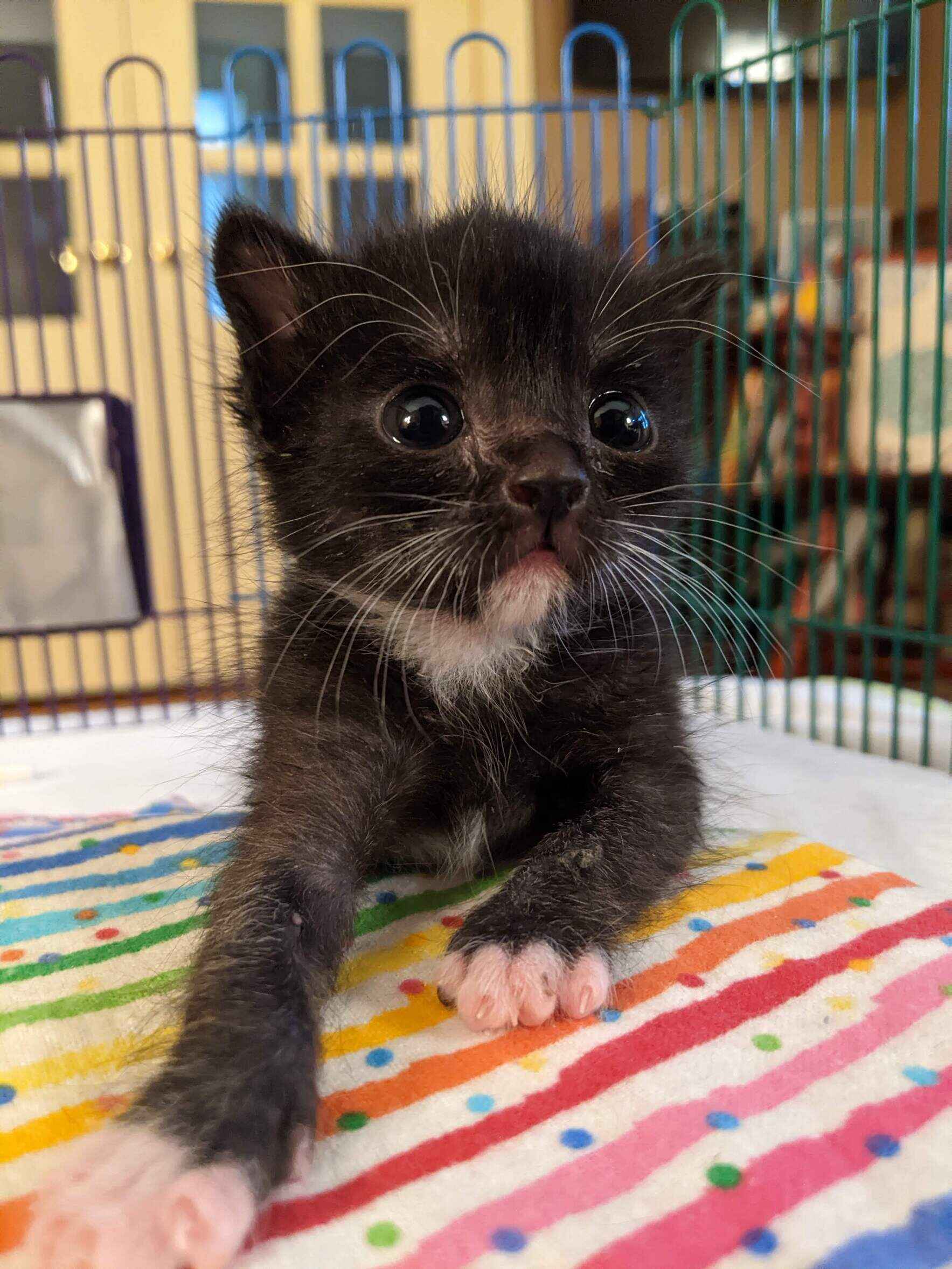Cats and Kittens Need Your Help image