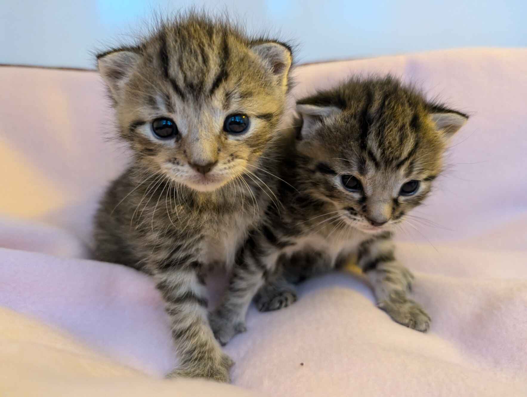 Cats and Kittens Need Your Help image