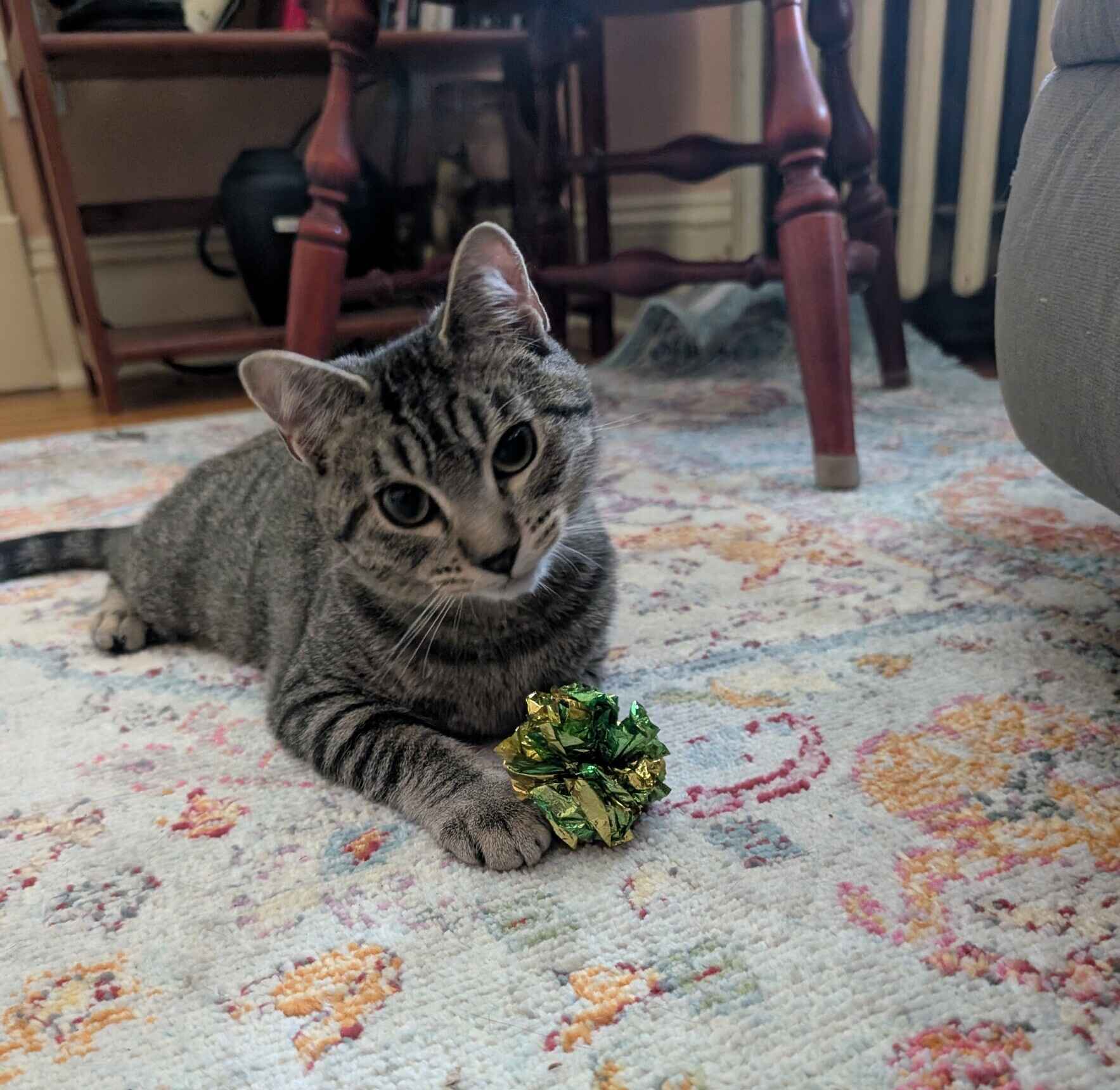 Cats and Kittens Need Your Help image