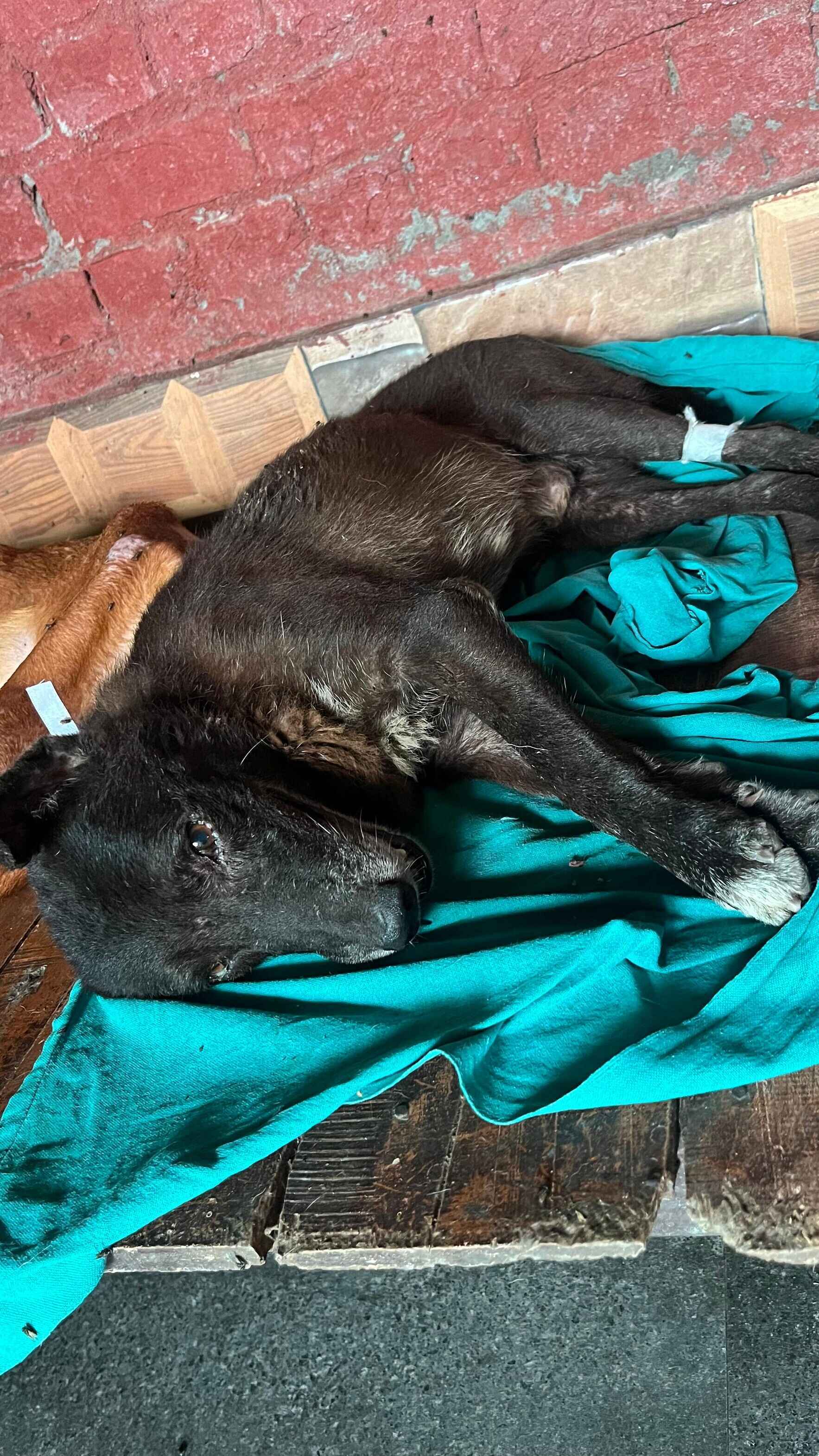 Left for Dead, Now Fighting to Live. Help Saahas Heal. image