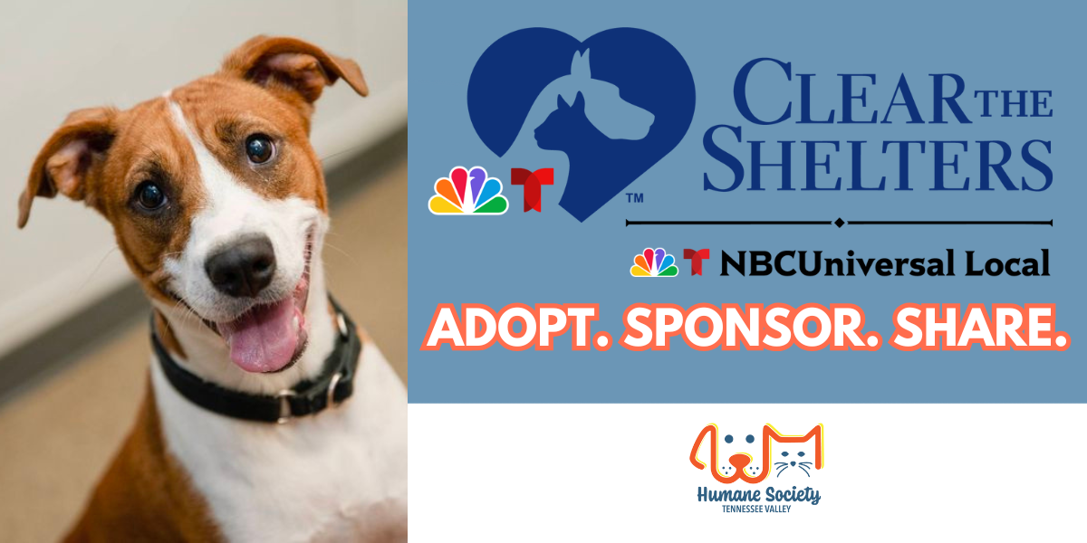 HSTV CLEAR THE SHELTER!!  image