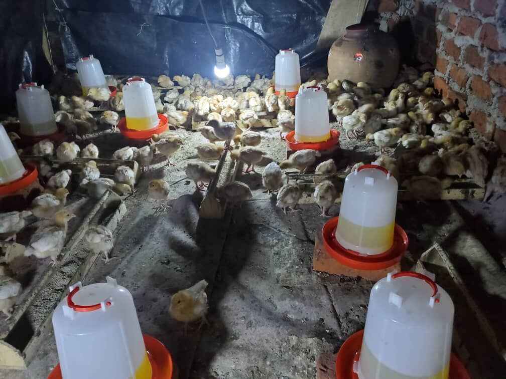 K'far Rishon Chicken Farm image