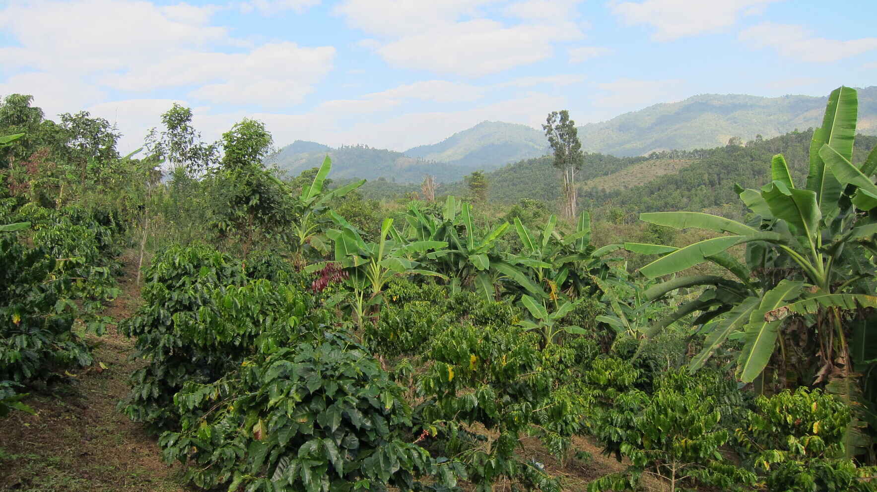 Help Support Agriculture in the Hill Tribes of Northern Thailand! image