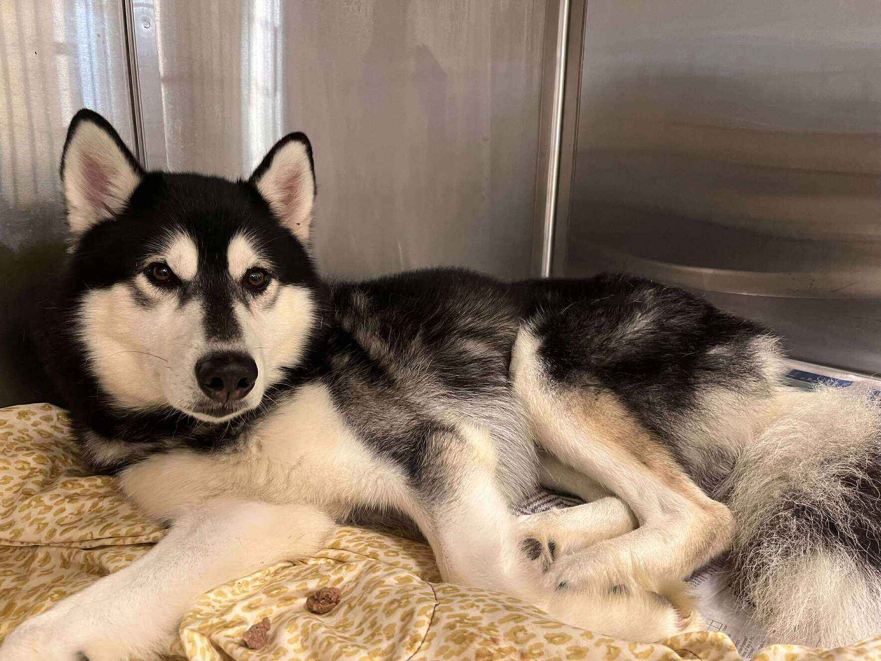 Donate to Save a Starved Puppy image