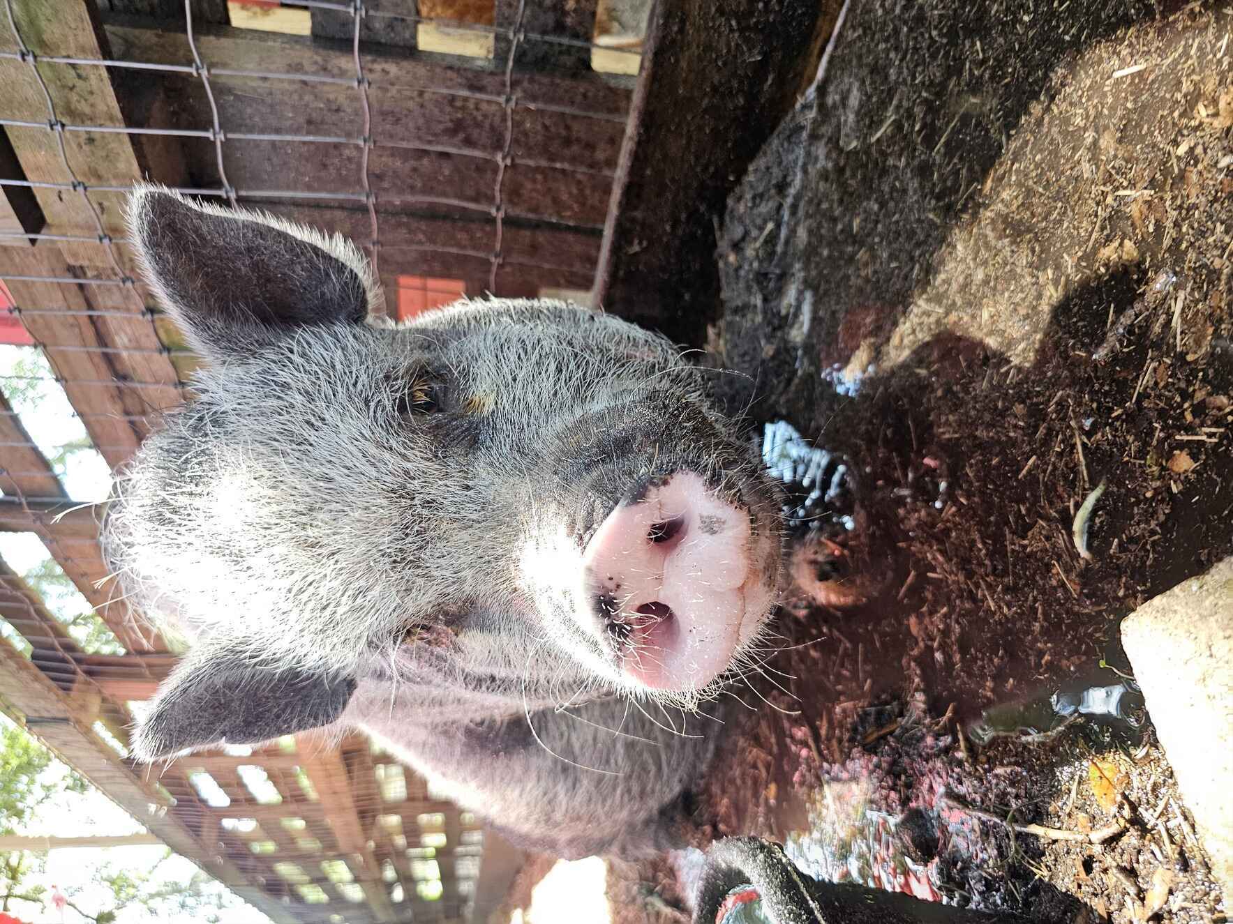 Help animals find healing and hope! image