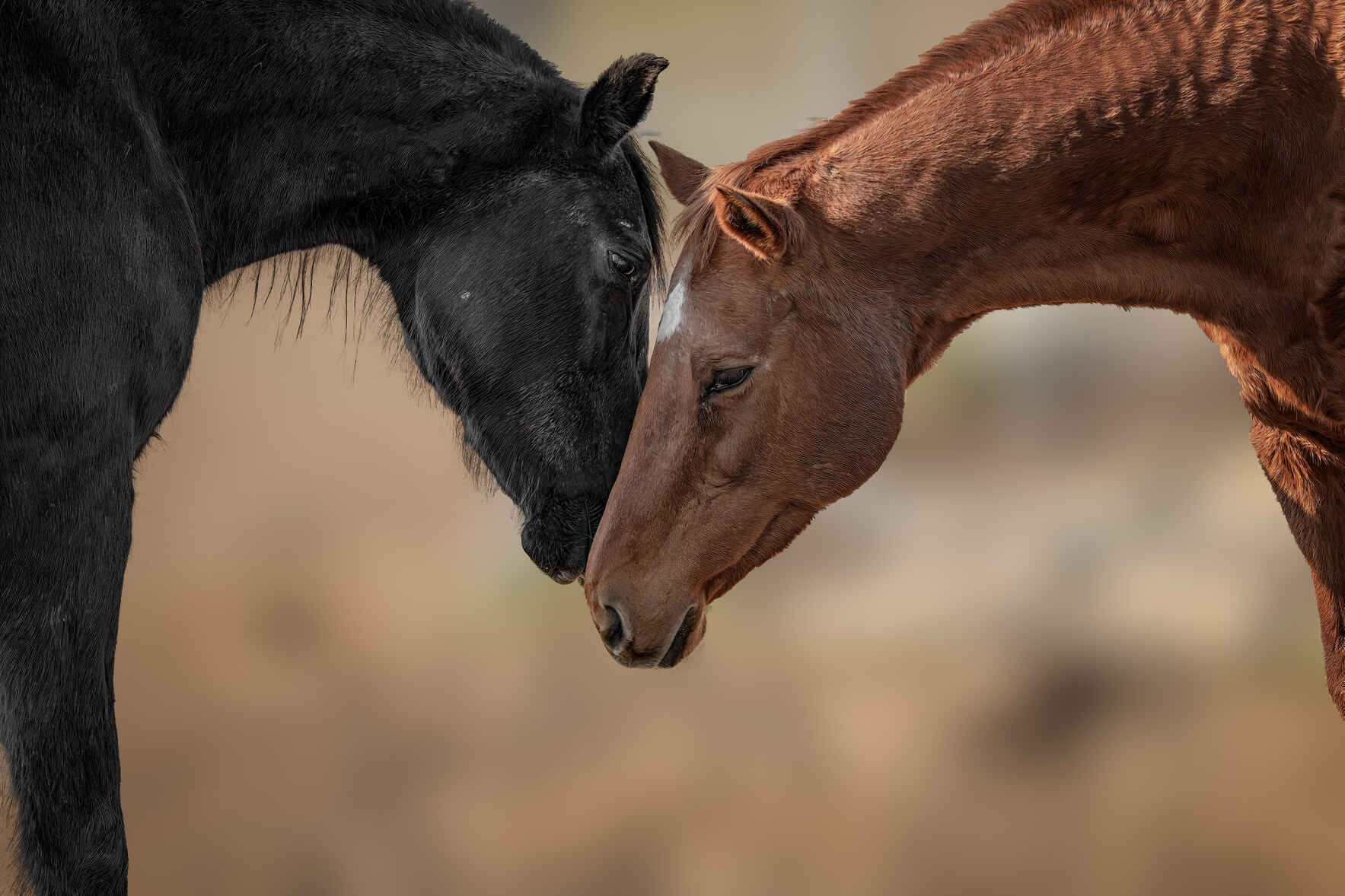 Donate now to provide a safe landing for horses in need! image