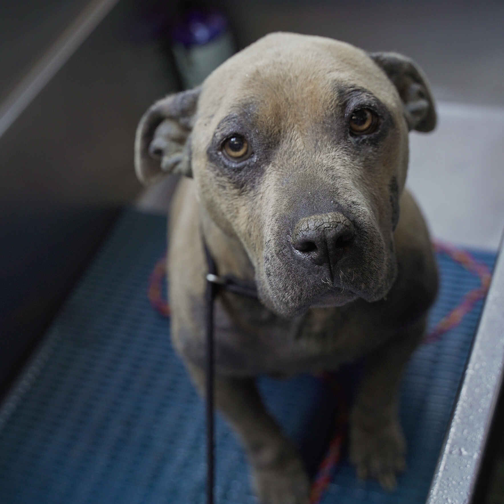 Give today to save Sacramento’s most vulnerable animals. image