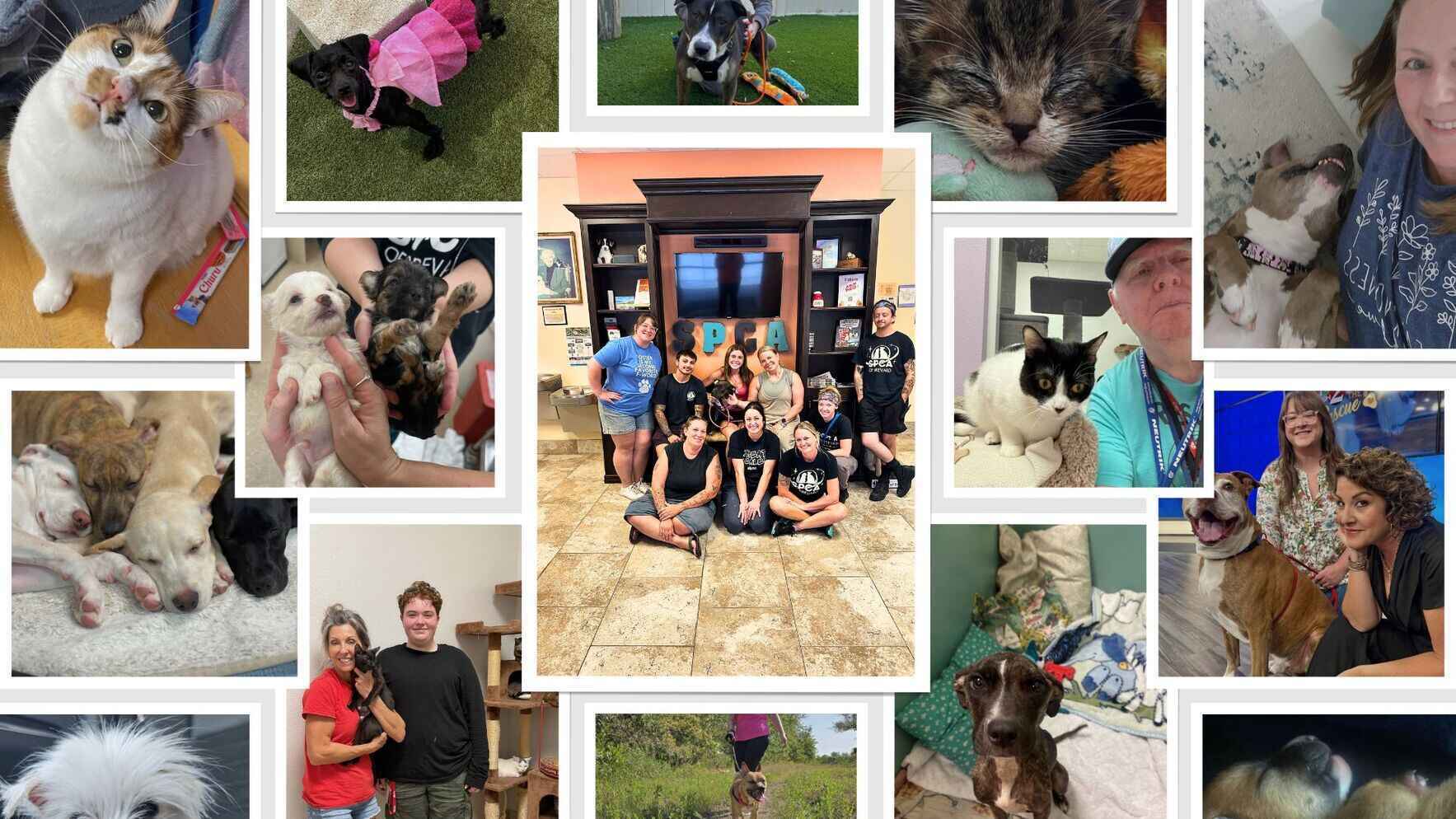 😺 Help Us Make a Difference on SPCA of Brevard's Annual Day of Giving! 🐶 image