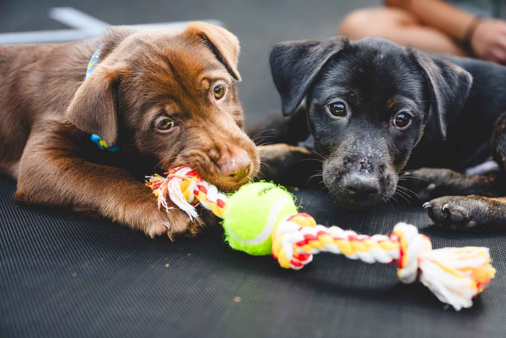 Support our mission because All Mutts Matter! image