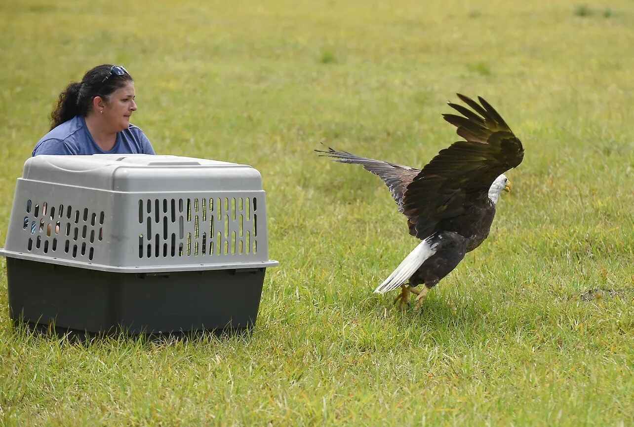 Together, we can help wildlife image