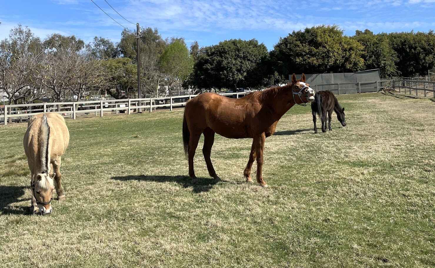 Saddle up for Support  image