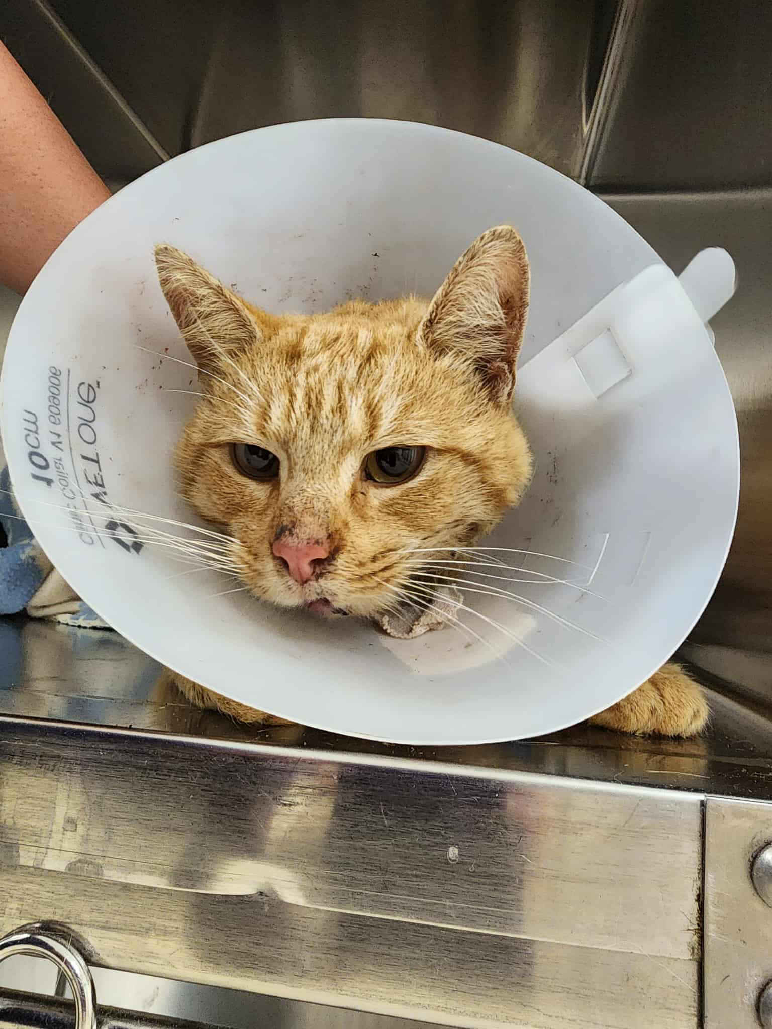 Toaster Strudel's Road to Recovery image