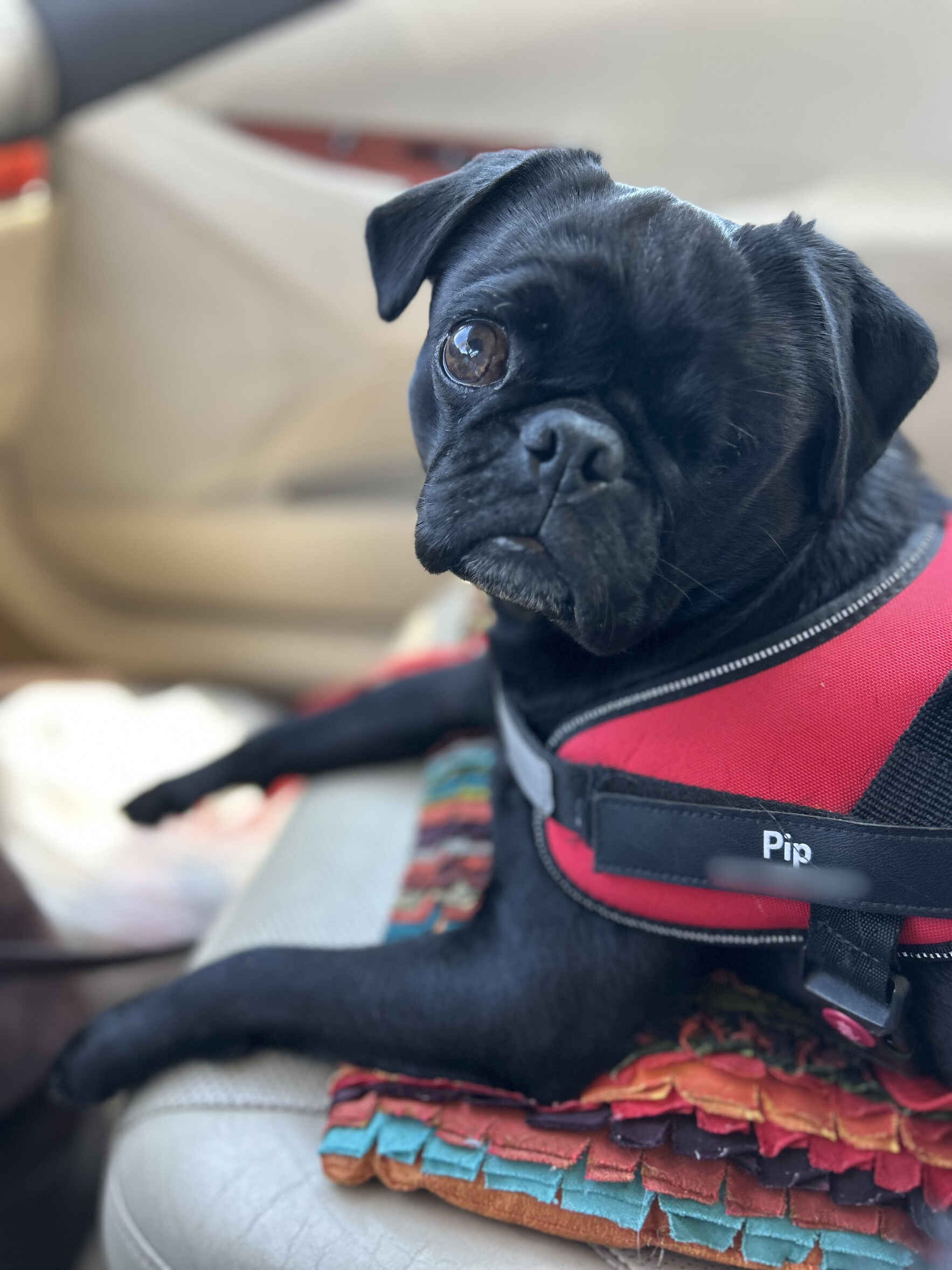 Vote for Sir Pippen to win Best in Rescue! image