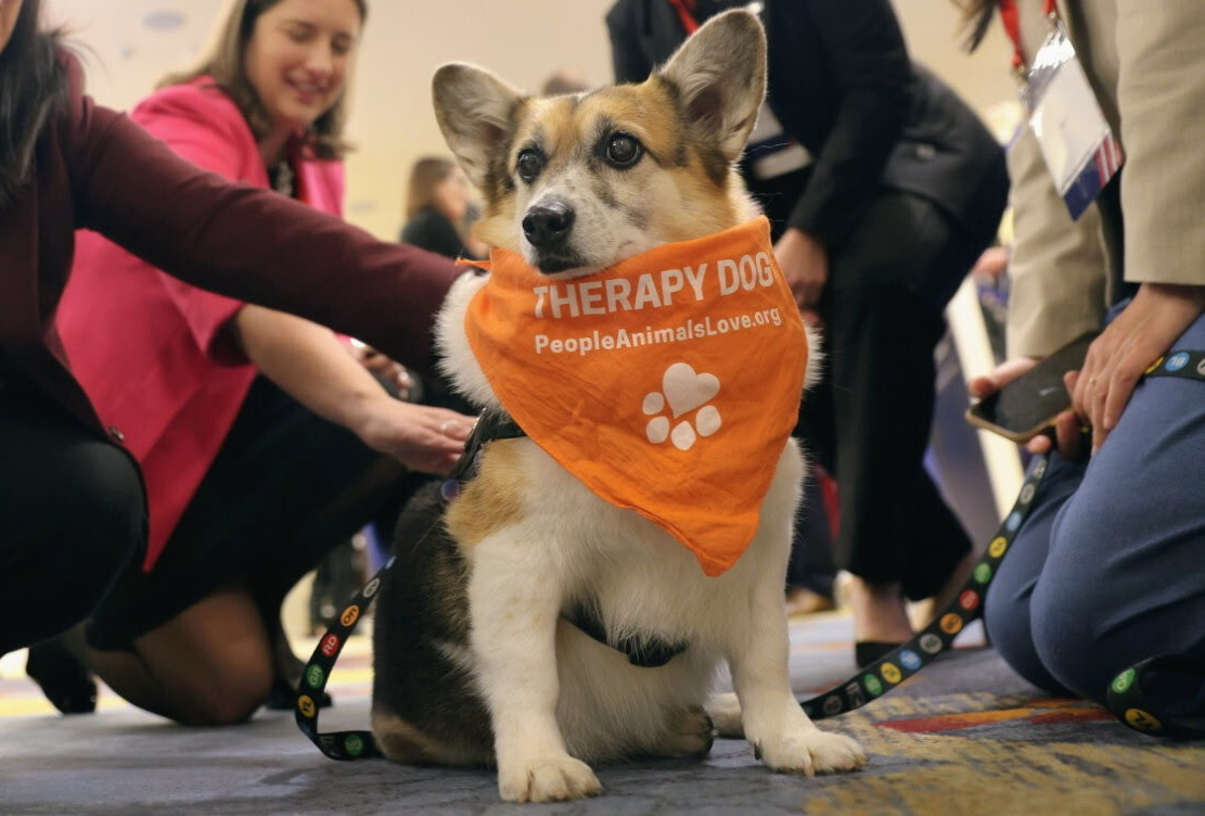 Therapy Dogs are the Best Medicine! image
