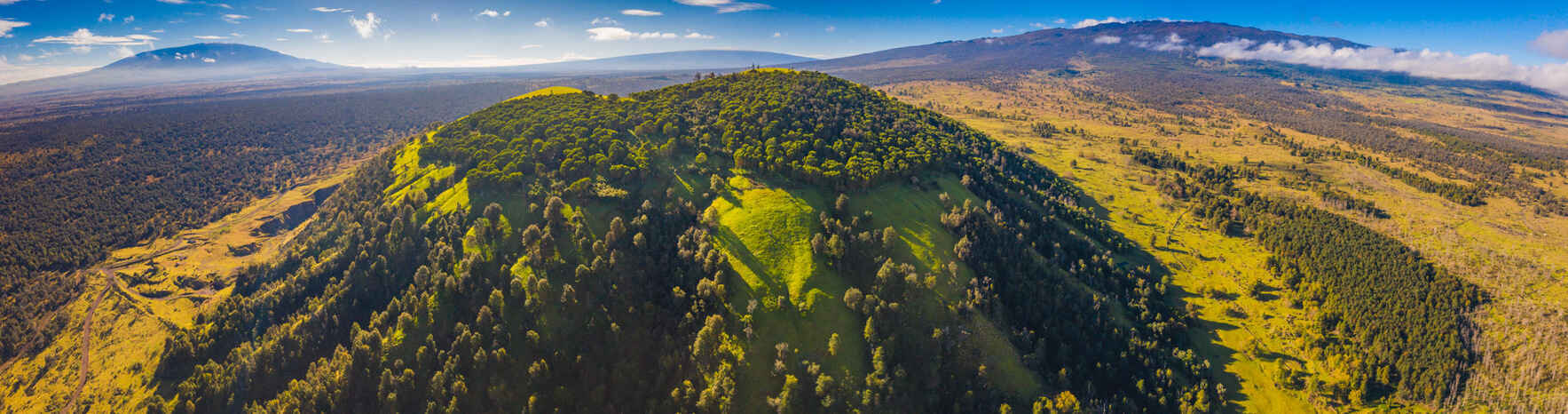 Support Dryland Forest Restoration image