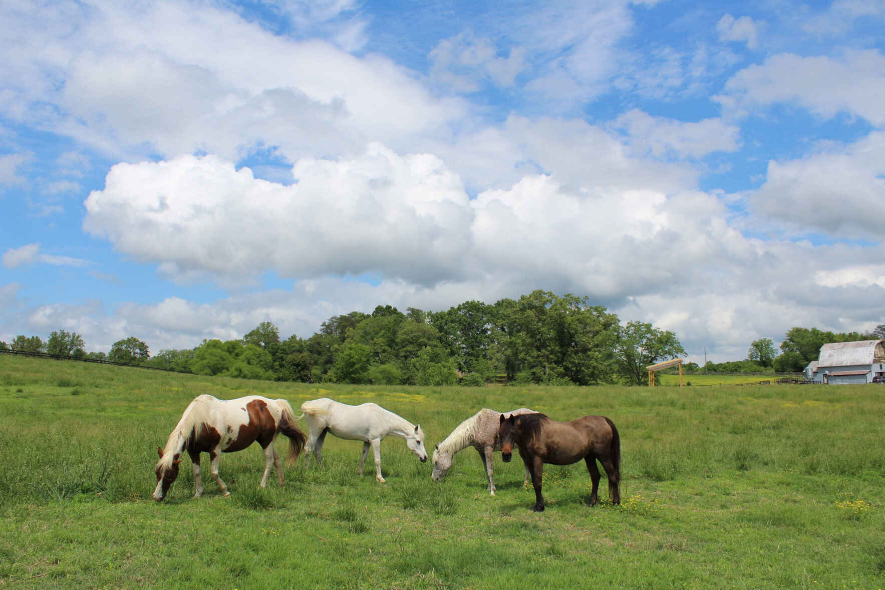 Donate Now to Support Rapidan Equine Sanctuary image