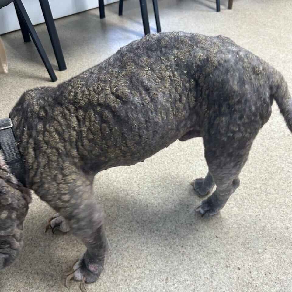 Donate To Help Lucky image