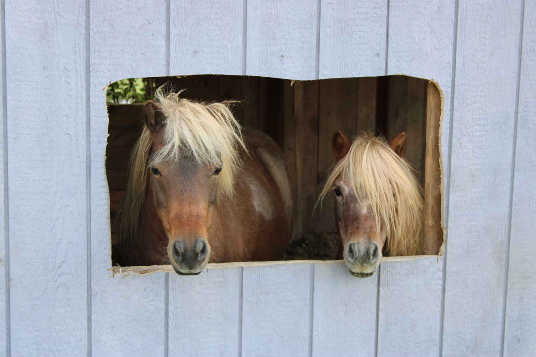 Sponsor an Equine  image