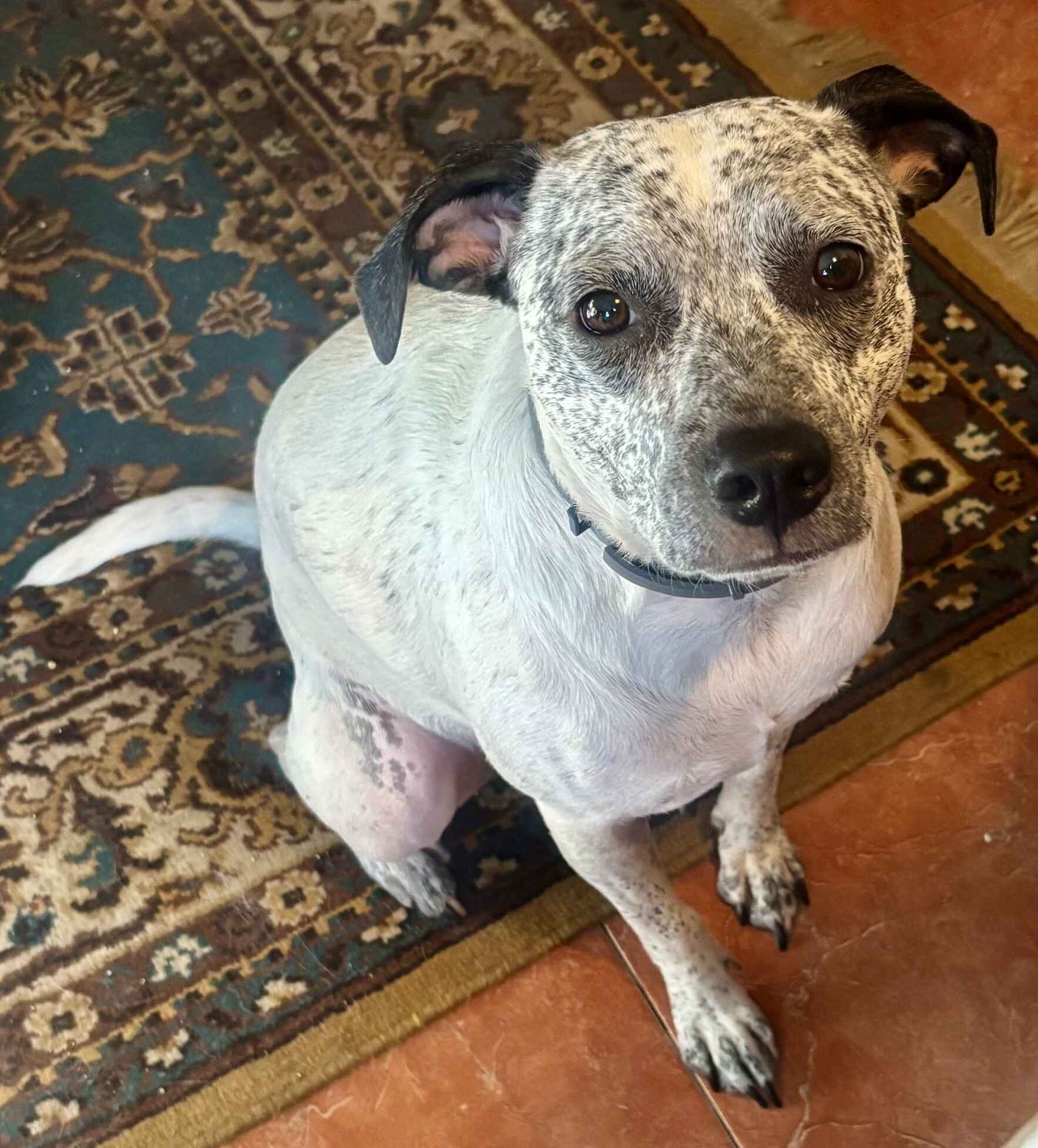 Vote for Belinda Joe to win Best in Rescue! image