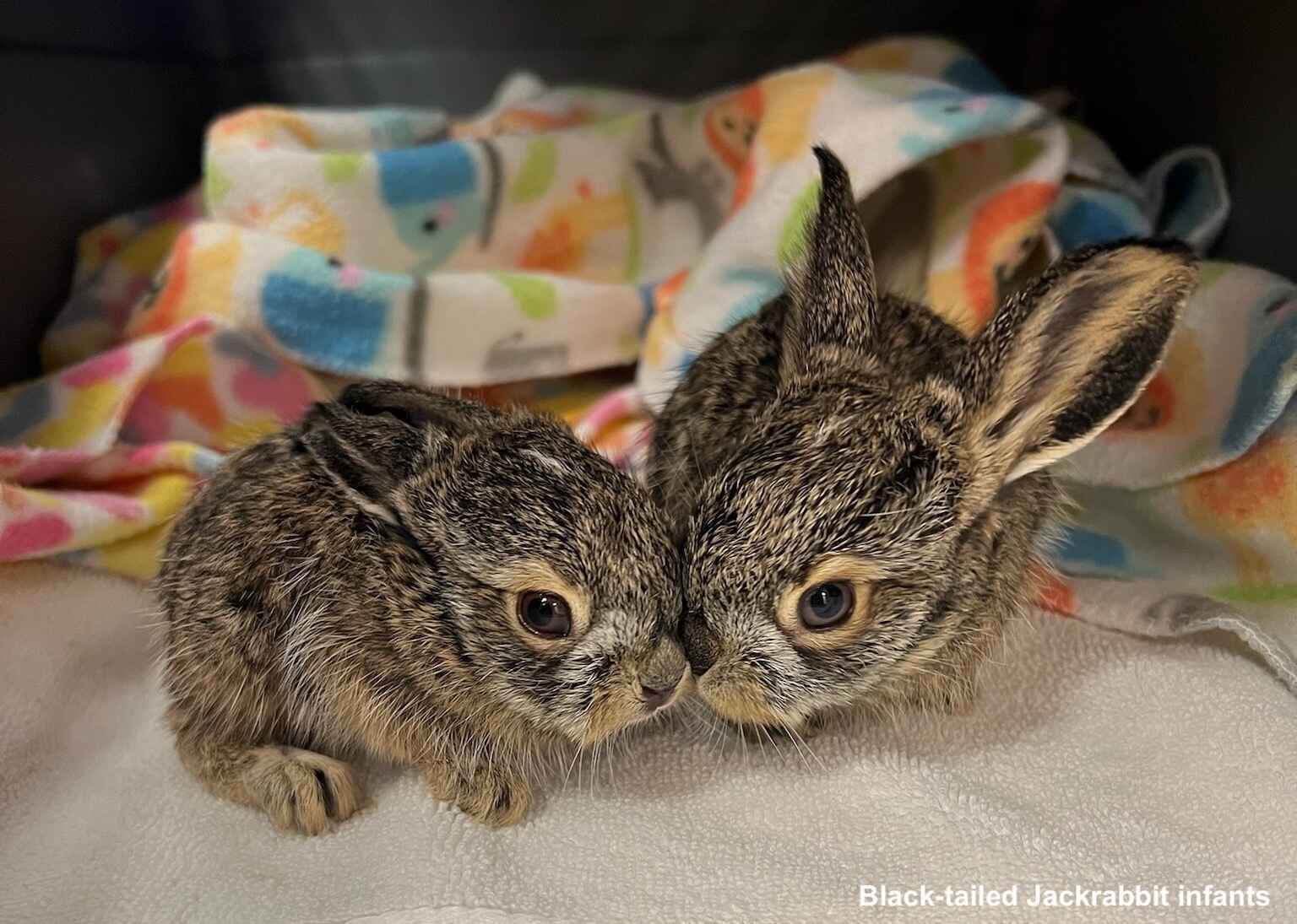 Building Futures for Wildlife! image