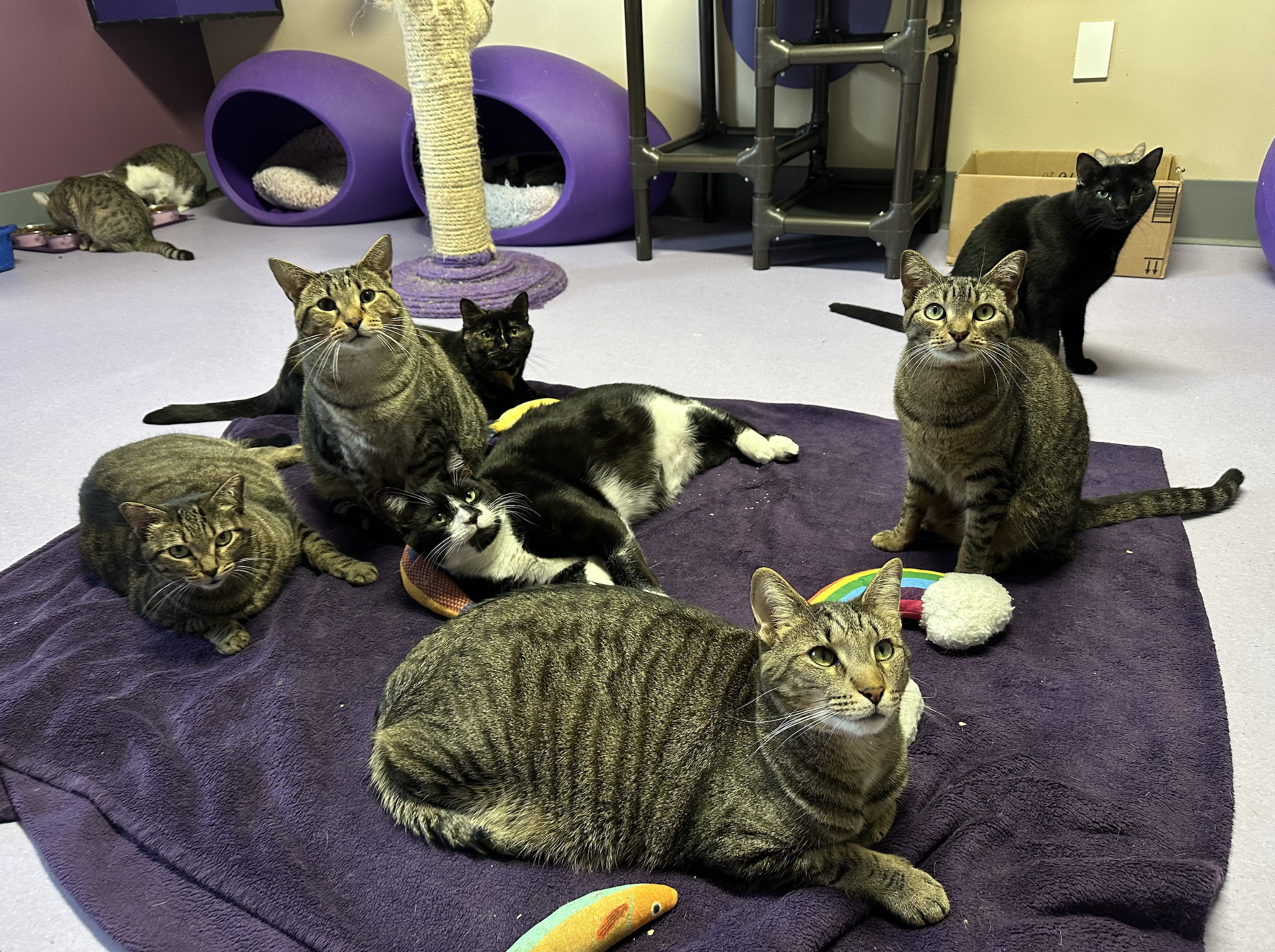 Be Their Lifeline. Sponsor A Cat Today image