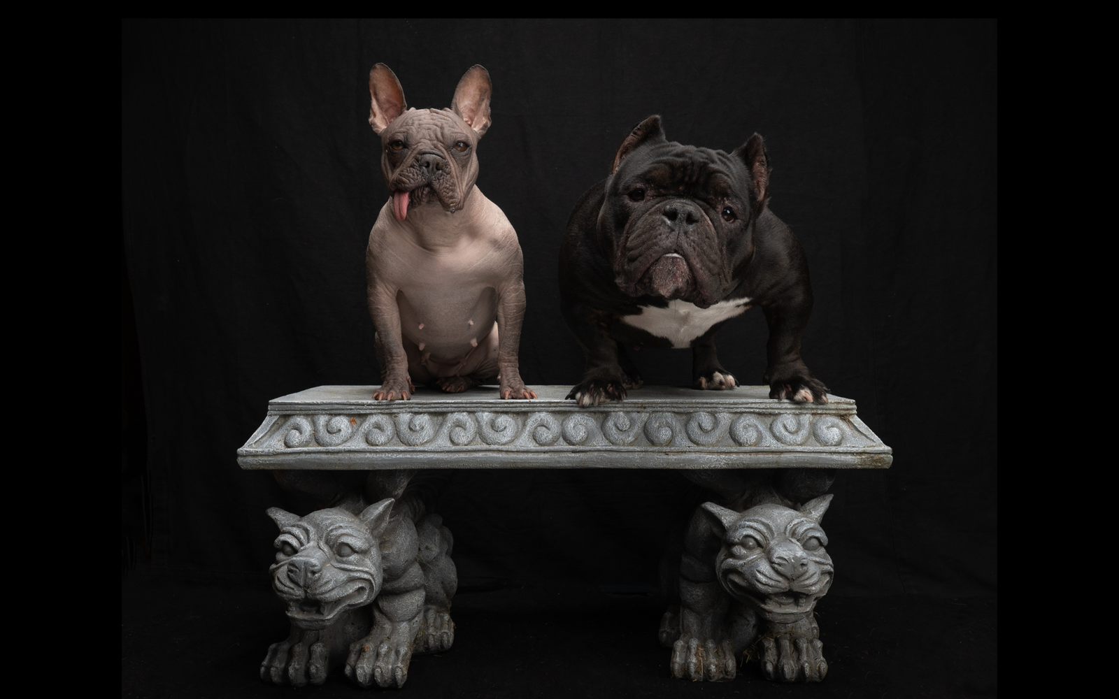 Help cover BOAS medical costs   image