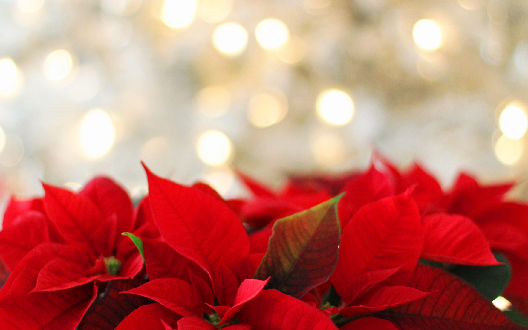 Special Year-End Gift Match Opportunity! image