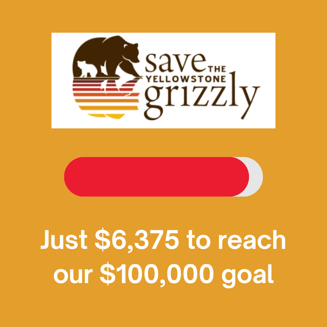 Defend the Grizzly: Help Us Raise $100,000 by Year’s End image