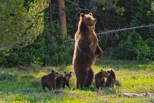 Defend the Grizzly: Help Us Raise $100,000 by Year’s End image