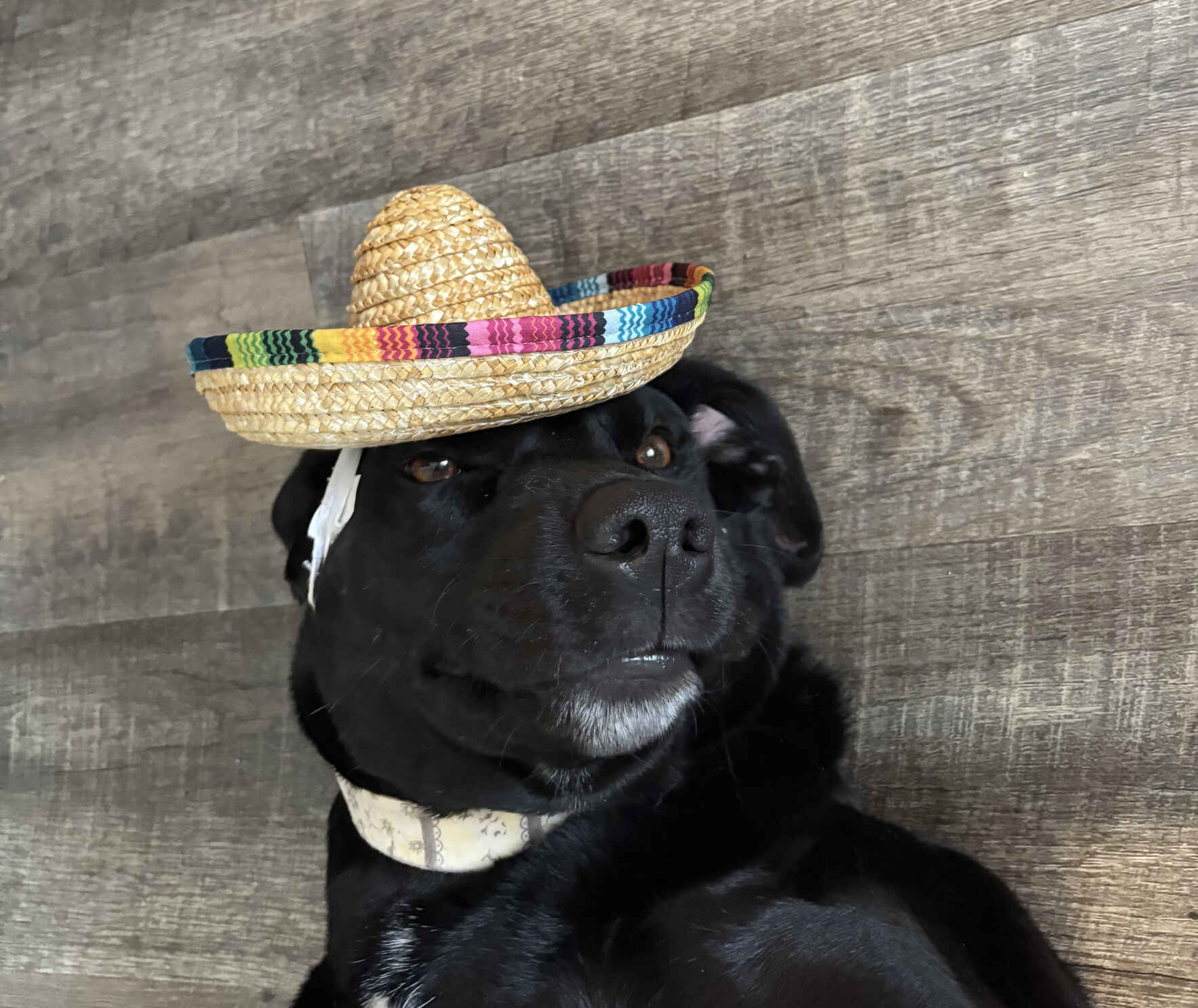 Vote for Dixie to win Best in Rescue! image