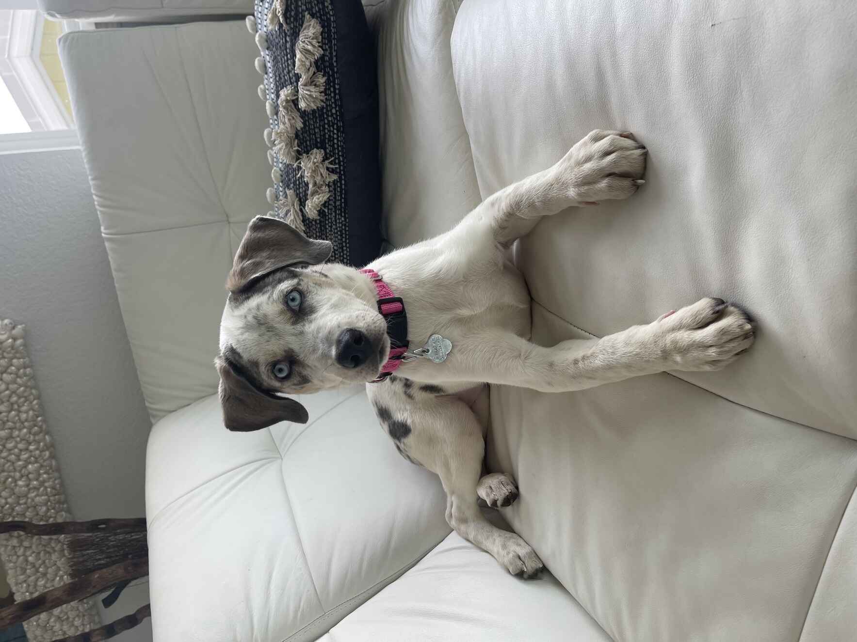 Vote for Luna to win Best in Rescue! image