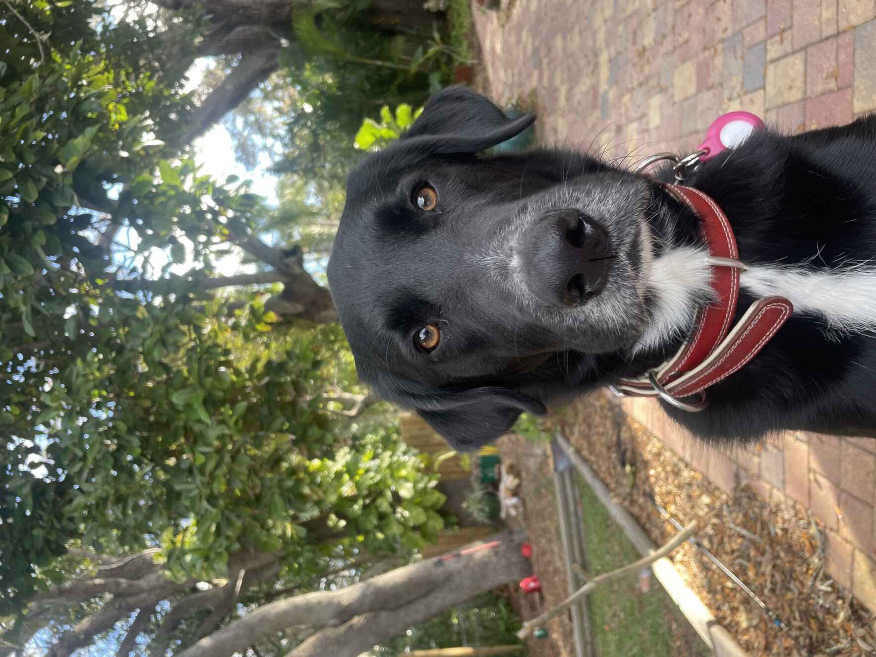 Vote for Buddy Boy to win Best in Rescue! image