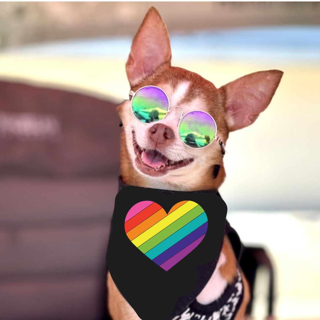 Vote for Stewie to win Best in Rescue! image