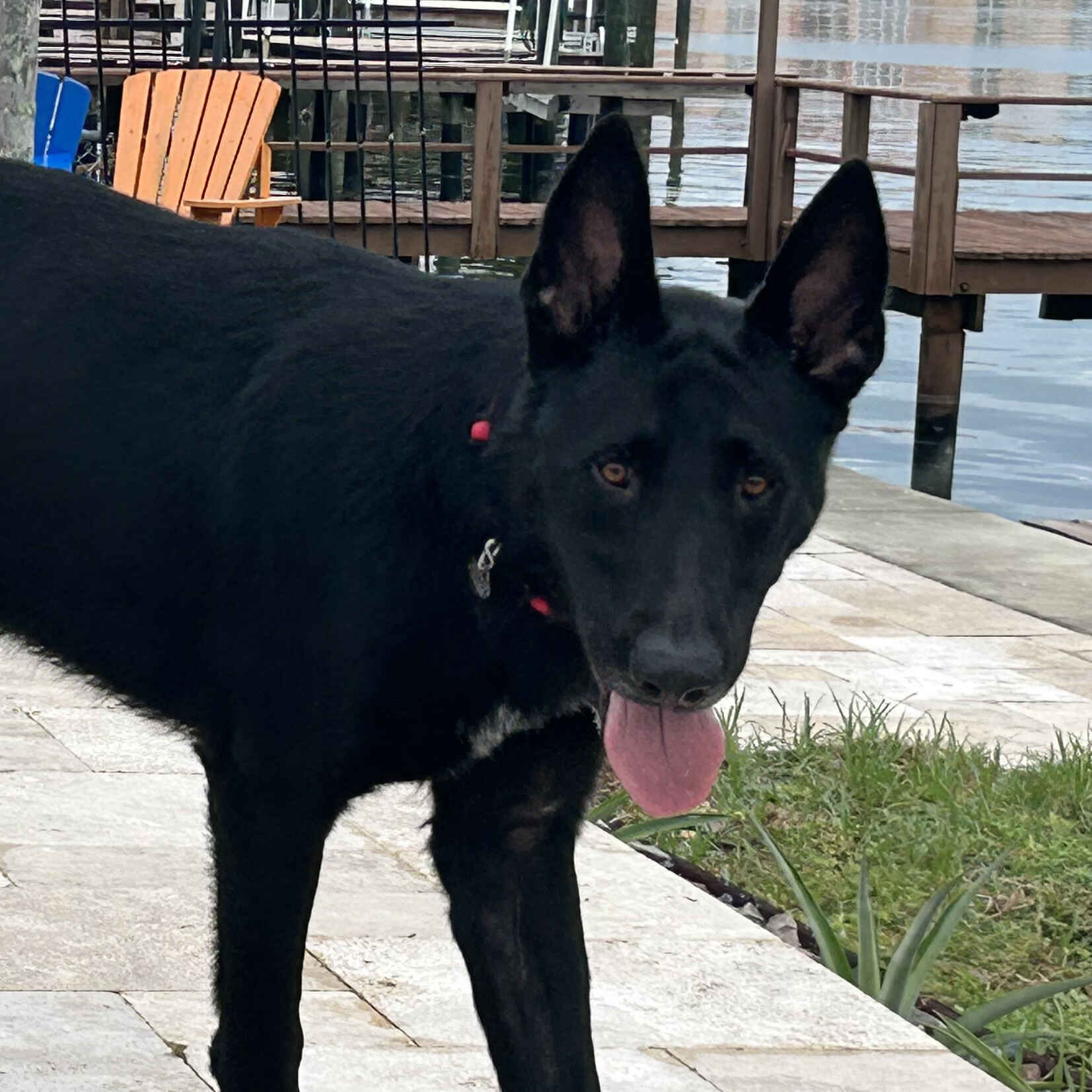 Vote for Rocky to win Best in Rescue! image