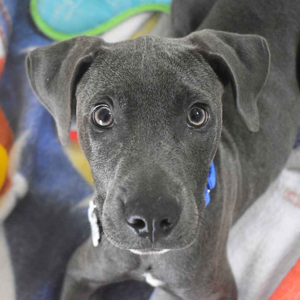 Vote for Blue to win Best in Rescue! image