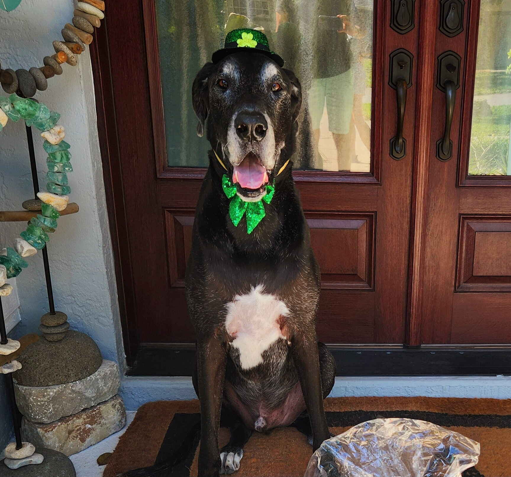 Vote for Nero to win Best in Rescue! image