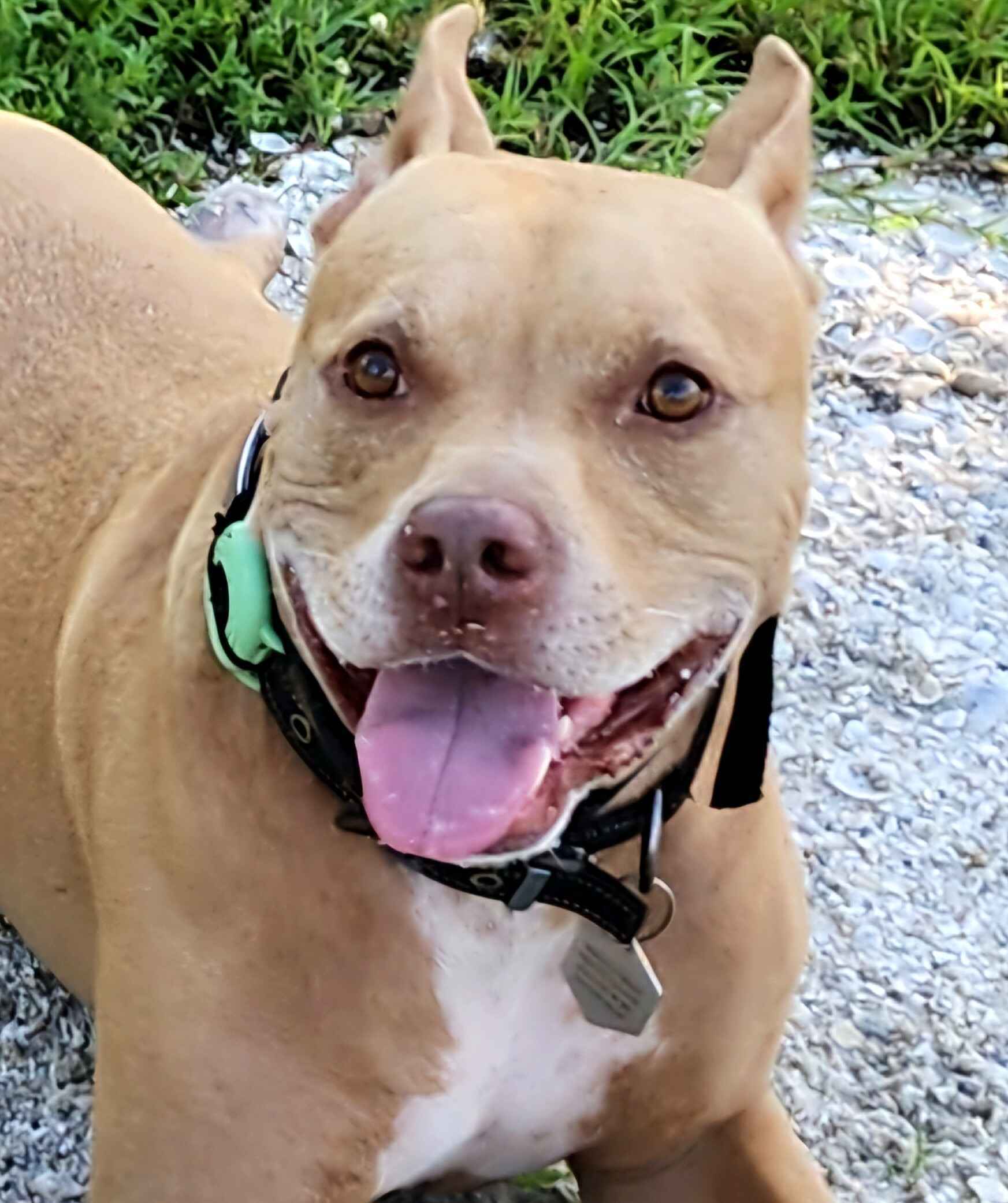 Vote for Magnum to win Best in Rescue! image