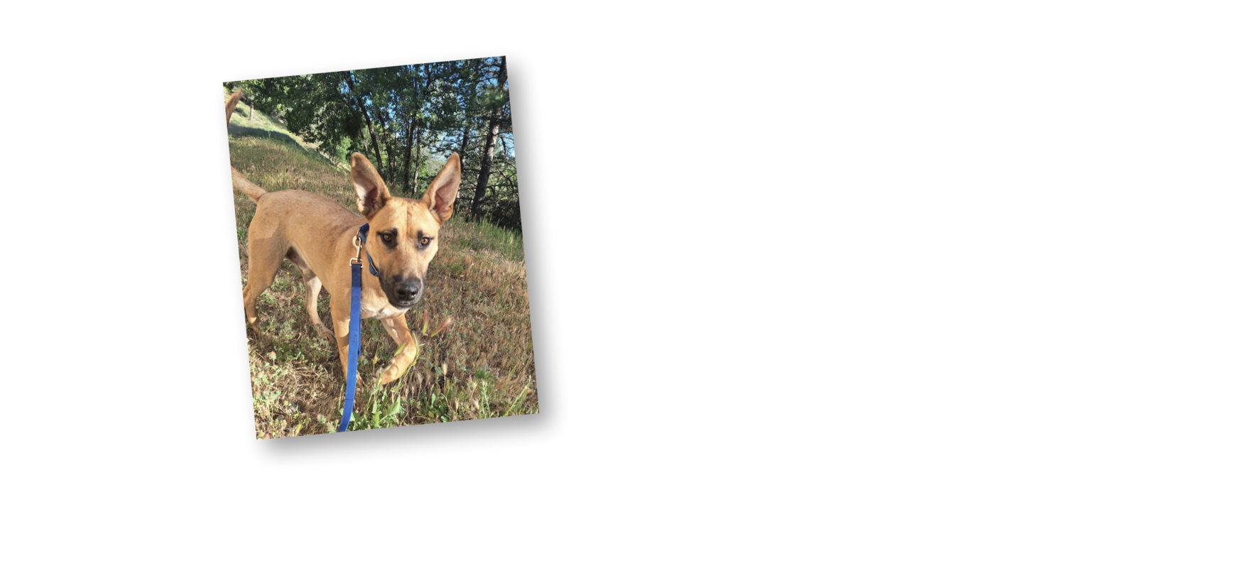 HELP THEM "BEAT THE ODDS" image