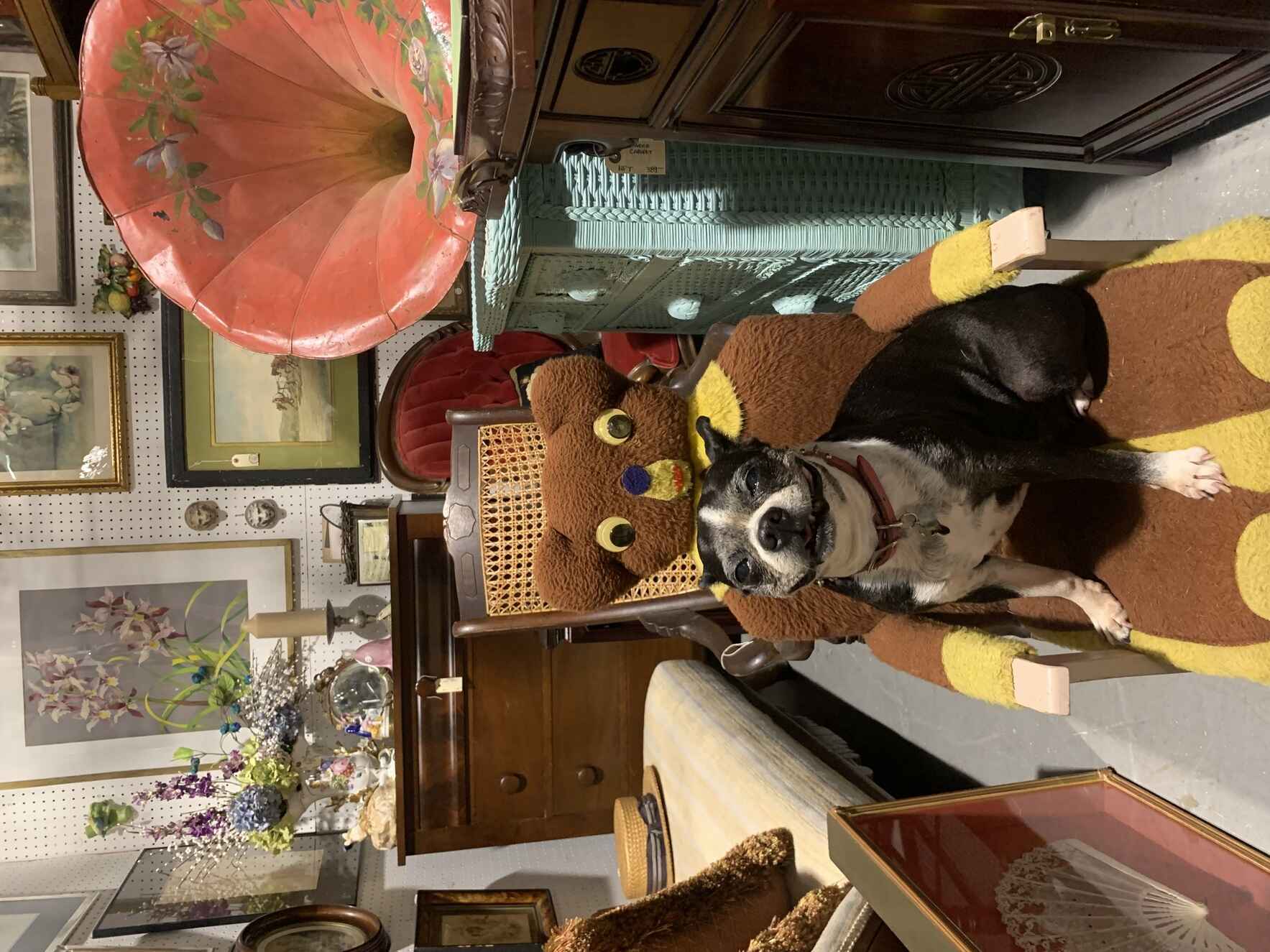 Vote for Lilly to win Best in Rescue! image