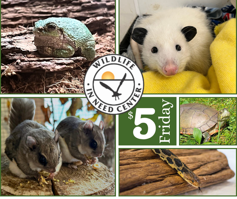 Fur the Love of Our Ambassadors image