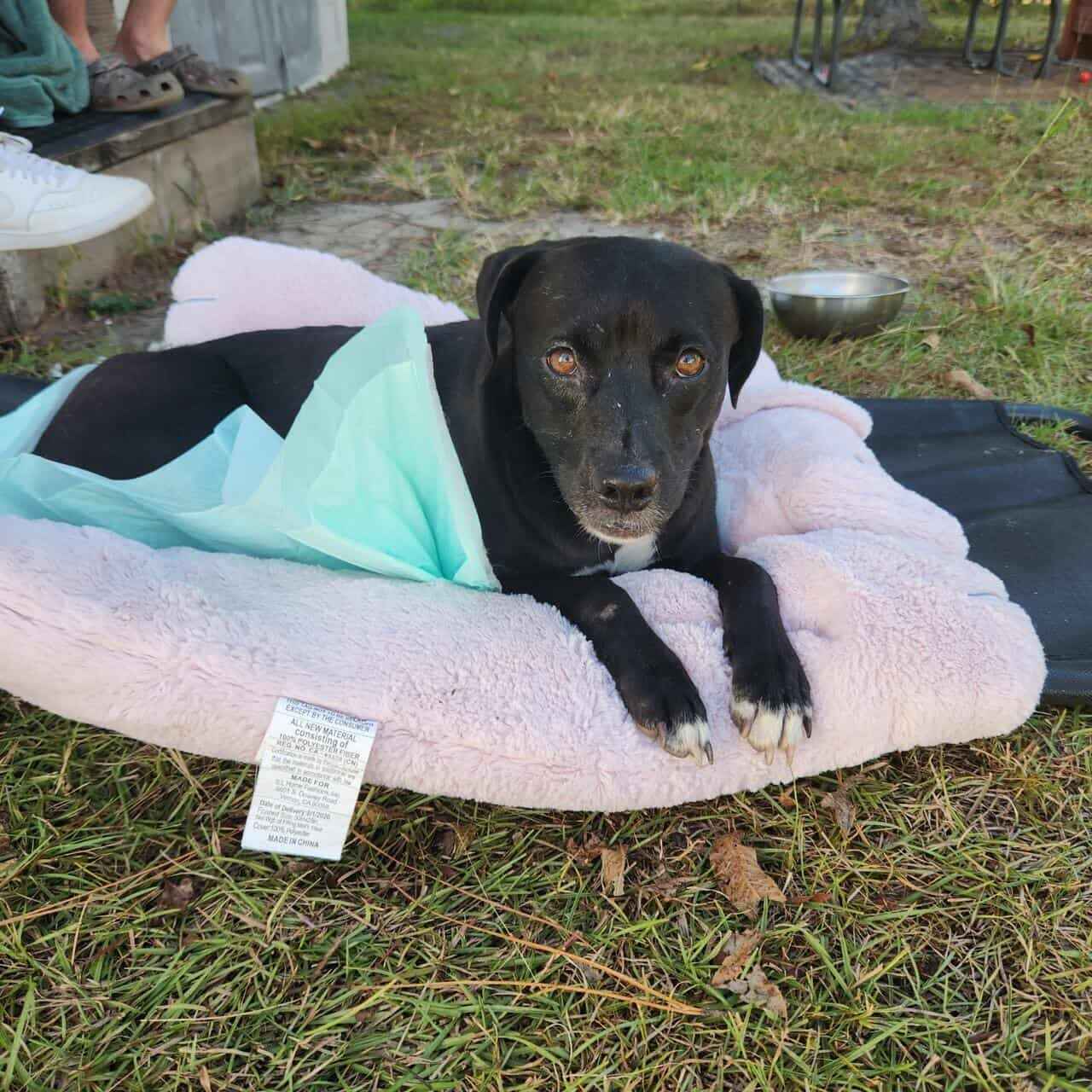 Please Help Stella Heal from her Painful Car Collision image