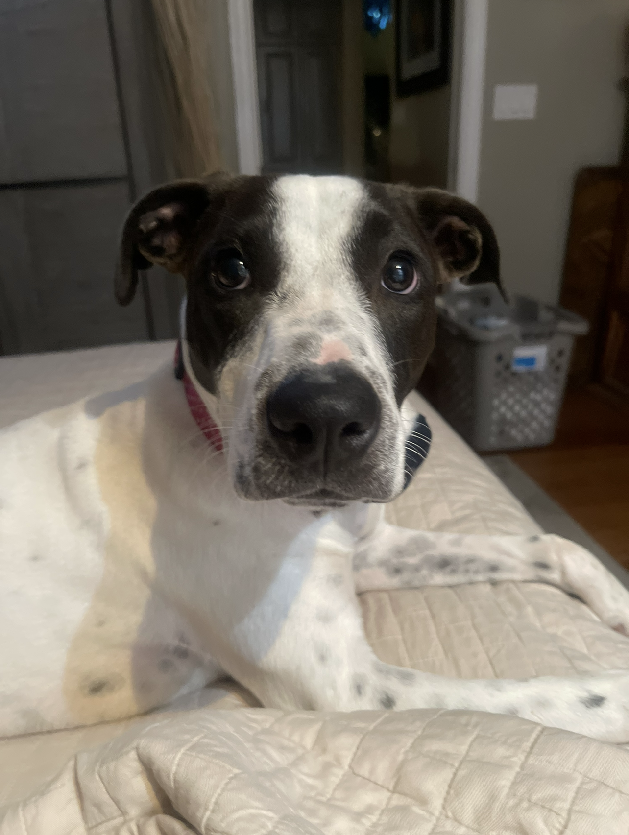 Vote for Stormi to win Best in Rescue! image