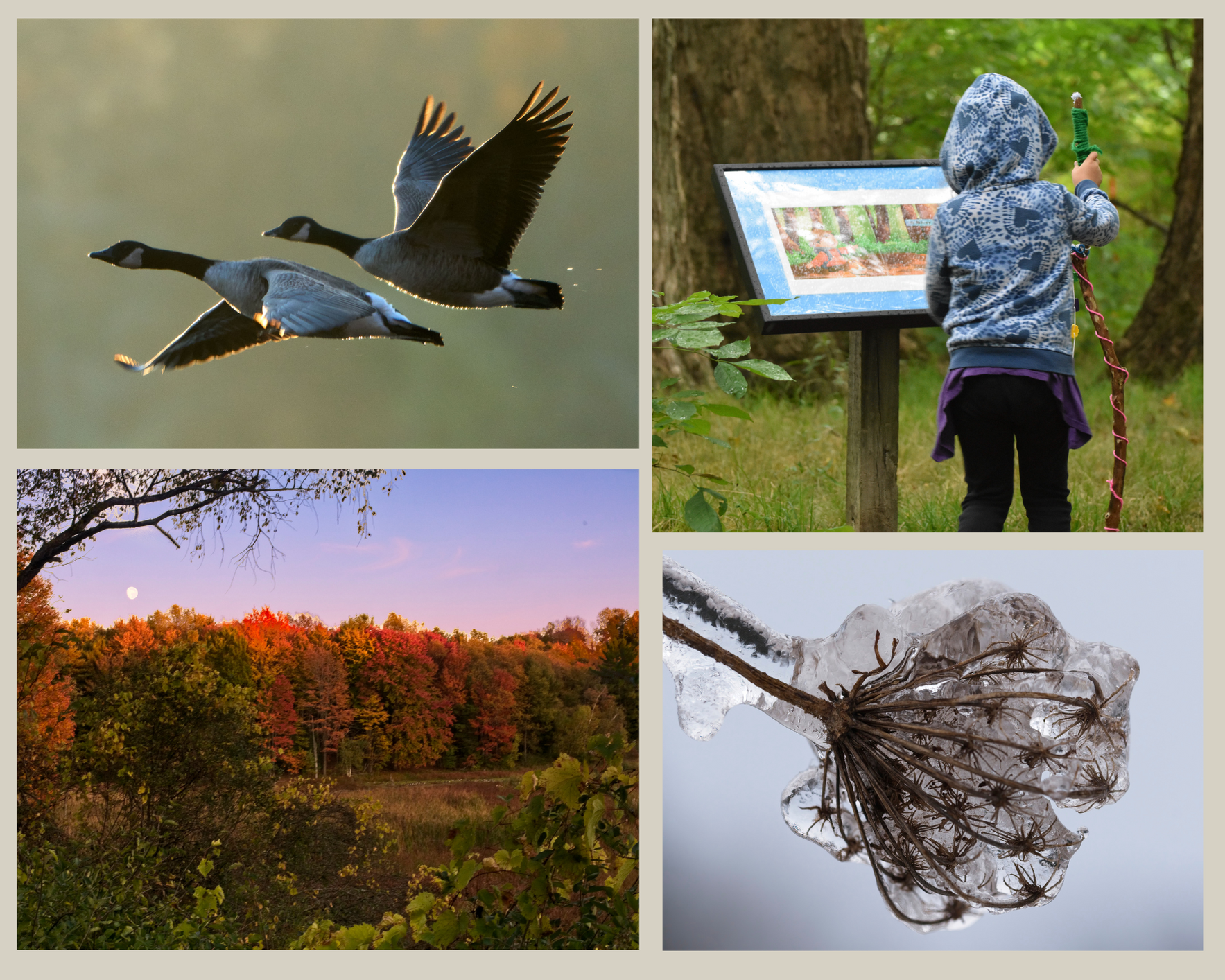 Nature Needs You image