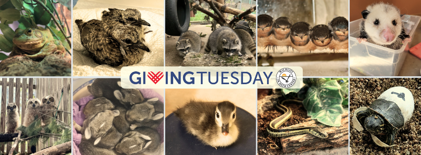 Support Our Wild Patients and Education Programs This Giving Tuesday image