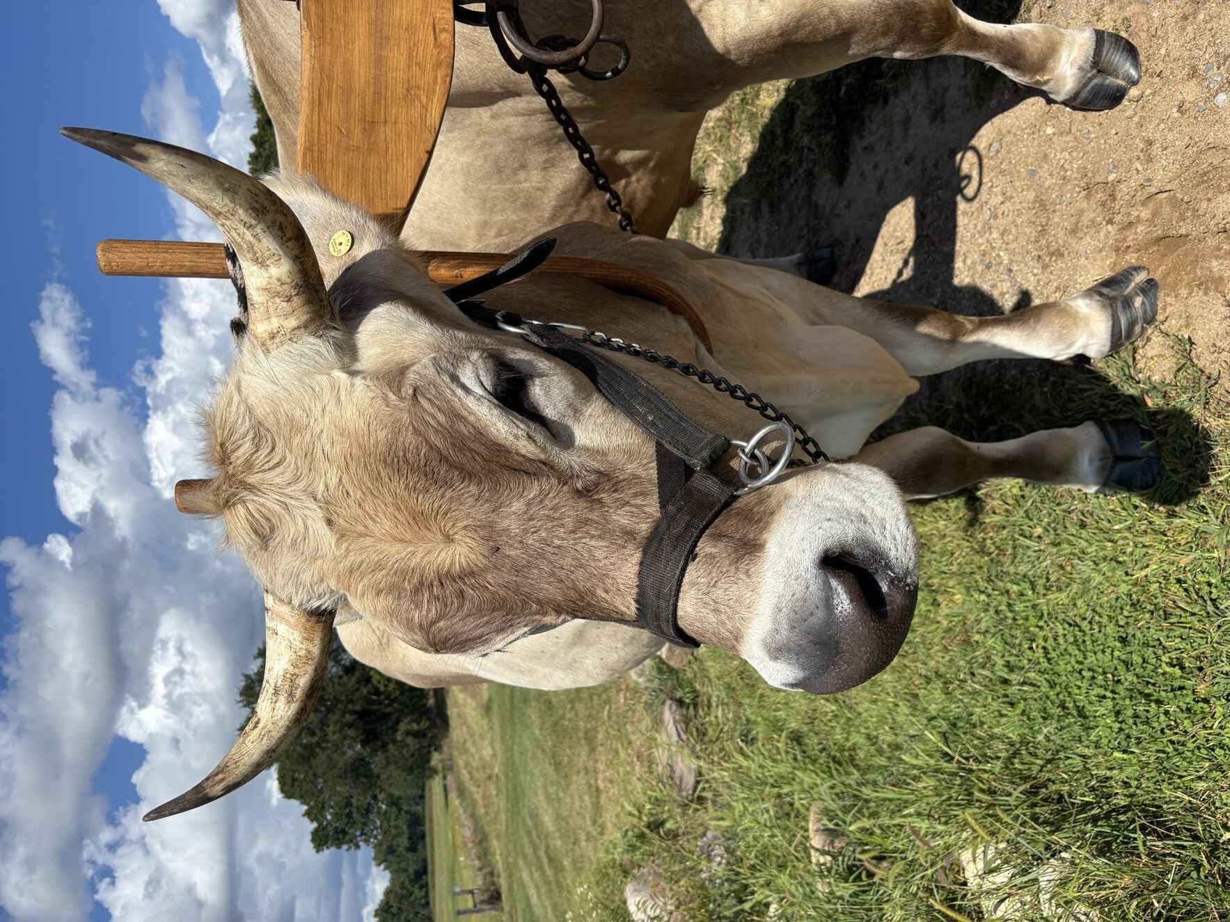 Shared Hands: Cultivating Community, Crafting Our Future image